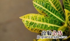 七彩变色龙花怎么养 七彩变色龙花养护方法介绍