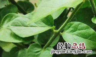 茉莉花干叶是怎么回事 为什么茉莉花会干叶