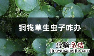 铜钱草生虫有效处理方法 铜钱草生虫有效处理方法视频