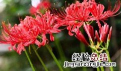 彼岸花 的花语是什么 彼岸花的真正花语是什么