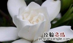 桅子花花语是什么 桅子花的寓义