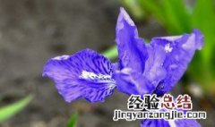 兰花花谢了以后该怎么办 兰花花谢了以后该怎么处理