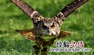 白天猫头鹰叫预示着什么 猫头鹰叫预示着什么