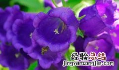 蓝风铃花保存方法图解 蓝风铃花保存方法