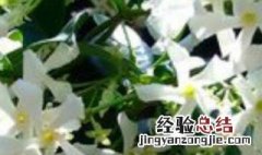 风车茉莉和多花素馨比较 风车茉莉和多花素馨如何比较