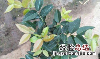 嘉宝果树怎么种植 嘉宝果树怎么种植技术视频