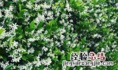 风车茉莉驱蚊虫吗? 风车茉莉驱不驱虫