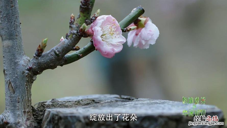 梅花用什么嫁接