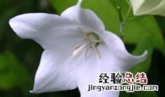 白色桔梗花的花语是什么 白色桔梗花百度百科