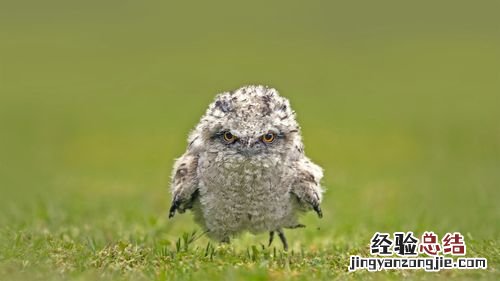 rapid是什么牌子轮胎