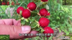 野草莓和覆盆子是同一植物吗