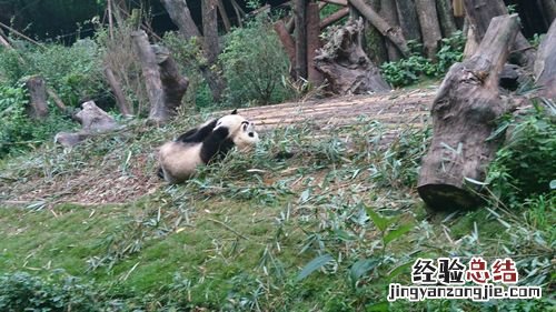 阆中熊猫乐园门票多少