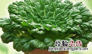 乌塔菜的种植和管理方法 乌塔菜的种植和管理