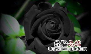 世界上花语最黑暗的花是什么图片 世界上花语最黑暗的花是什么