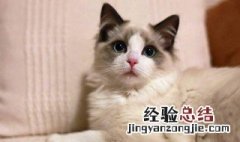 猫尿难闻怎么处理 猫尿难闻的处理方法