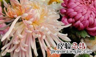 菊花花语是什么意思 菊花花语介绍