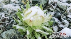 雪莲花图片欣赏