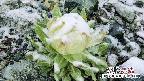 雪莲花图片欣赏