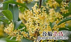 桂花种子怎样育苗 桂花种子什么时间播种最好