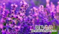 紫色薰衣草的真正花语 薰衣草为什么男人不能用