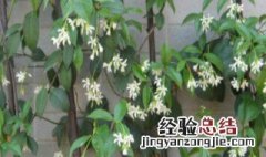 银丝茉莉爬藤植物怎么养 银丝茉莉爬藤植物如何养