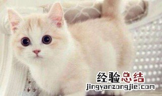 奶猫眼屎怎么处理 处理眼屎的方法