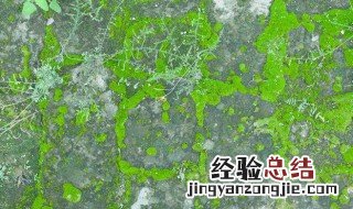 水泥地青苔怎么快速清除 水泥地青苔怎么快速清除掉