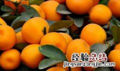 年桔种植时间和方法 年桔种植时间和方法图