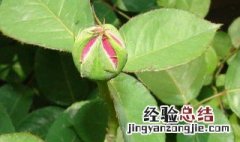 月季花苞打不开是什么原因 月季花苞打不开具体是什么原因