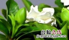 栀子花不长花苞是什么原因 栀子花不长花苞具体是什么原因