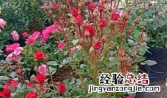 月季花怎么种才好 月季花怎样栽种