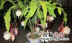 昙花怎么修剪才利于开花 昙花开花如何修剪