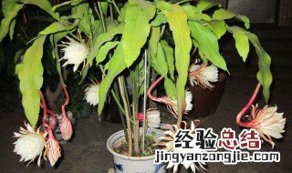 昙花怎么修剪才利于开花 昙花开花如何修剪