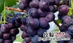 两年葡萄苗移栽种植方法视频 两年葡萄苗移栽种植方法