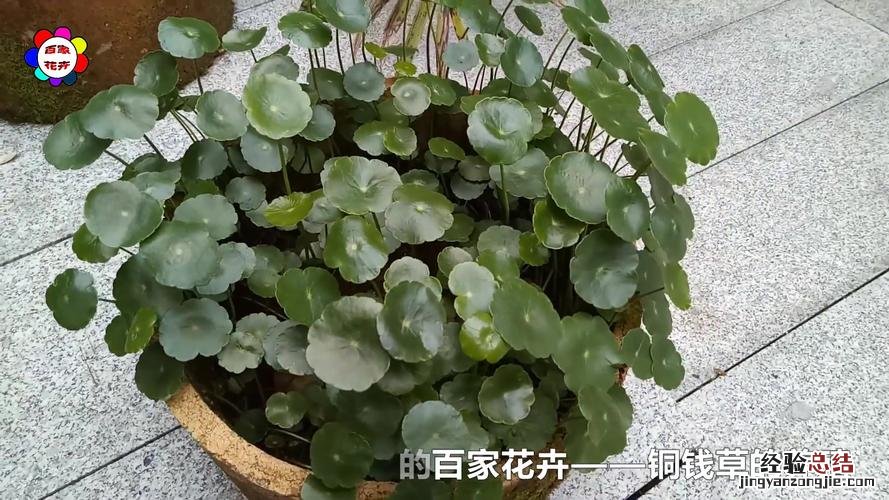 铜钱草几天能长出叶子，分享铜钱草的生长日记