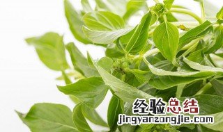 香草是调料吗 香草是什么调料