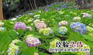 绣球扦插生根最快方法 绣球什么时间扦插最为合适