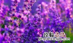 满天星发芽后是否揭去保鲜膜 满天星种子发芽后保鲜膜可以摘除吗