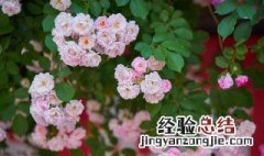 蔷薇花盆栽如何养