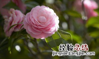 深水醒花什么意思 深水醒花如何理解呢