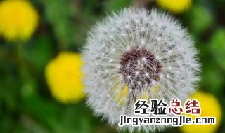 植物传播种子的方法还有哪些 一起来看看