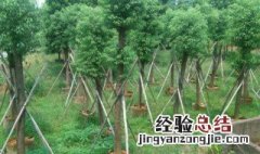 樟树怎样种植不死 樟树如何种植