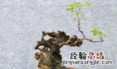 黄荆怎么过冬 黄荆怎样过冬才能不落叶