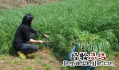 草籽种子怎么种植 草籽种子如何种植