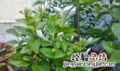 茉莉花叶子发黄干枯掉叶子怎么办 茉莉花叶子发黄如何解决