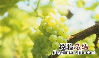 葡萄花穗期怎么管理 葡萄花穗期如何防治病虫害