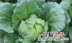 白菜是什么季节成熟的植物 白菜是什么季节成熟的