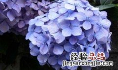 绣球花可以摆放在客厅吗 绣球花能不能放在客厅呢