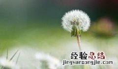 为什么家里不种蒲公英 家里不种蒲公英的原因