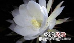 昙花抽杆子是剪掉还是留着 昙花抽杆子保存好还是剪掉呢